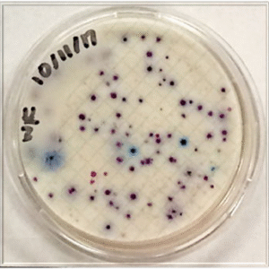 total coolelf si oat 3b5l